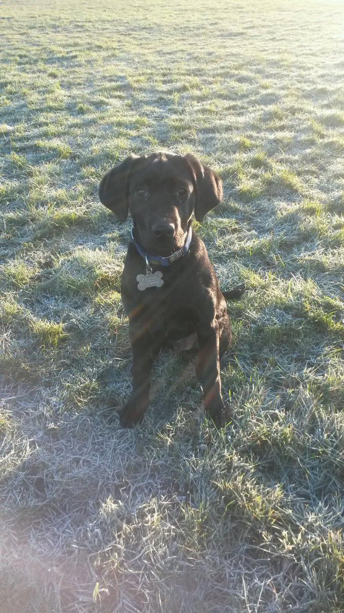beecheskennels's tweet photo. @Cchapperz There is a Storm in the run http://t.co/GCZbwOnmIS