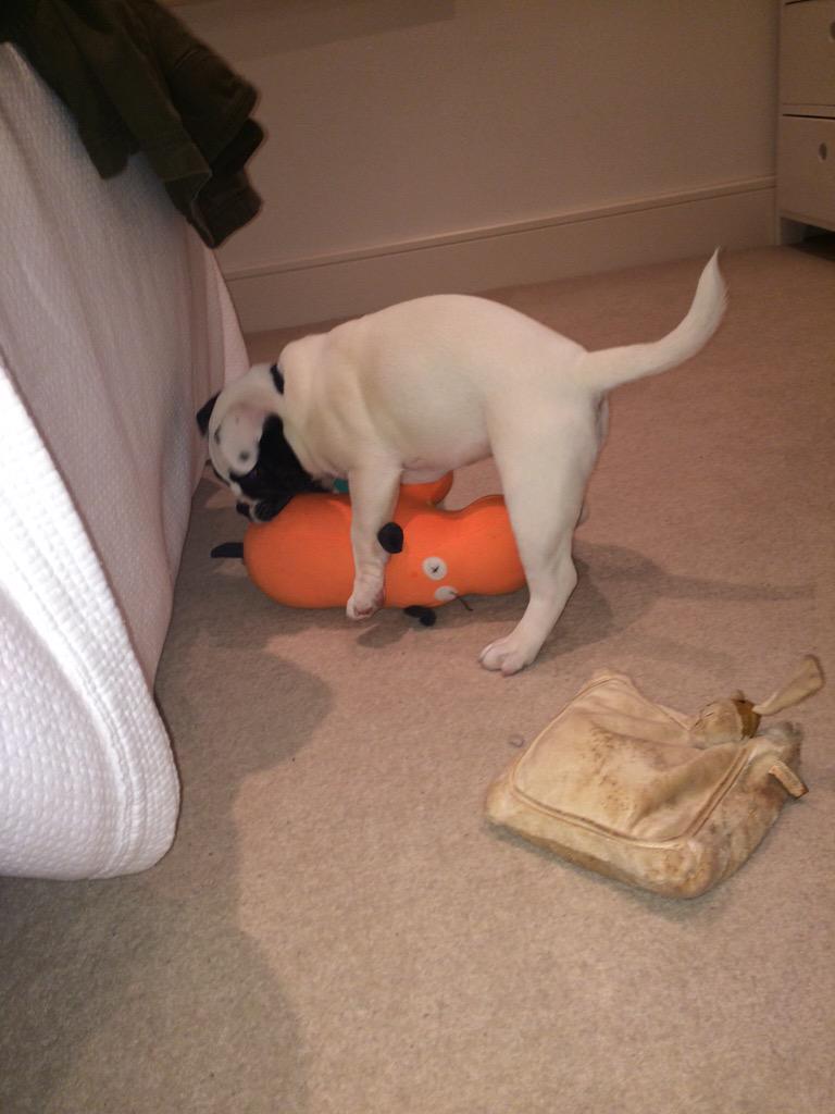 Eddrewett's tweet photo. This is the look of a poor fluorescent hippo being #faceraped http://t.co/Oc7Y6Fpiwf