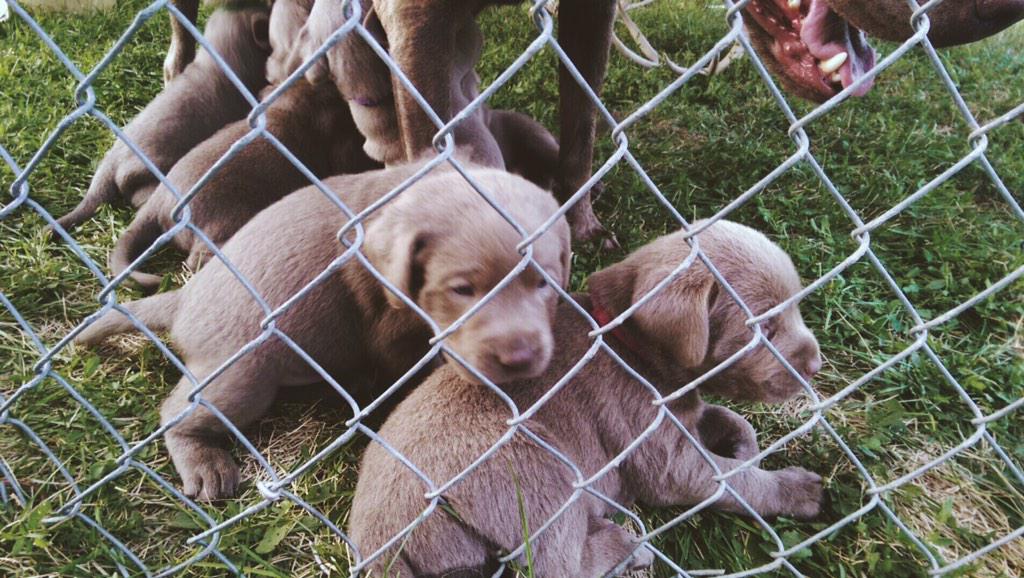 kschow3's tweet photo. Hello my future puppy ☺️ http://t.co/VPS95s5Y97