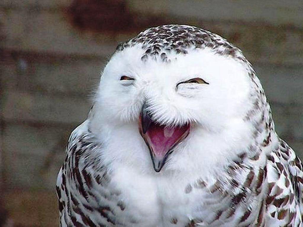 TCUCHIO's tweet photo. CHAPTER TONIGHT AT SIX!!! CAN'T WAIT TO SEE YOU OWL THERE!! http://t.co/v5z9LaFcMj