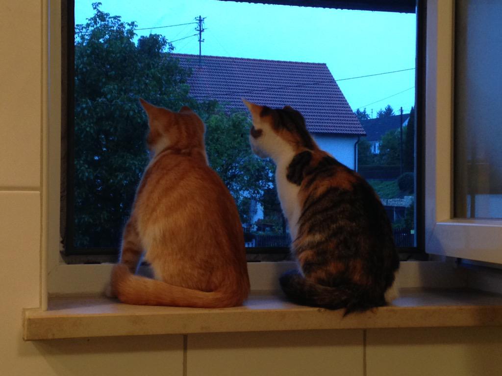 catsforlove's tweet photo. Draußen ist was geboten! #cats #katzen #katze #cat http://t.co/Deab18cf1J