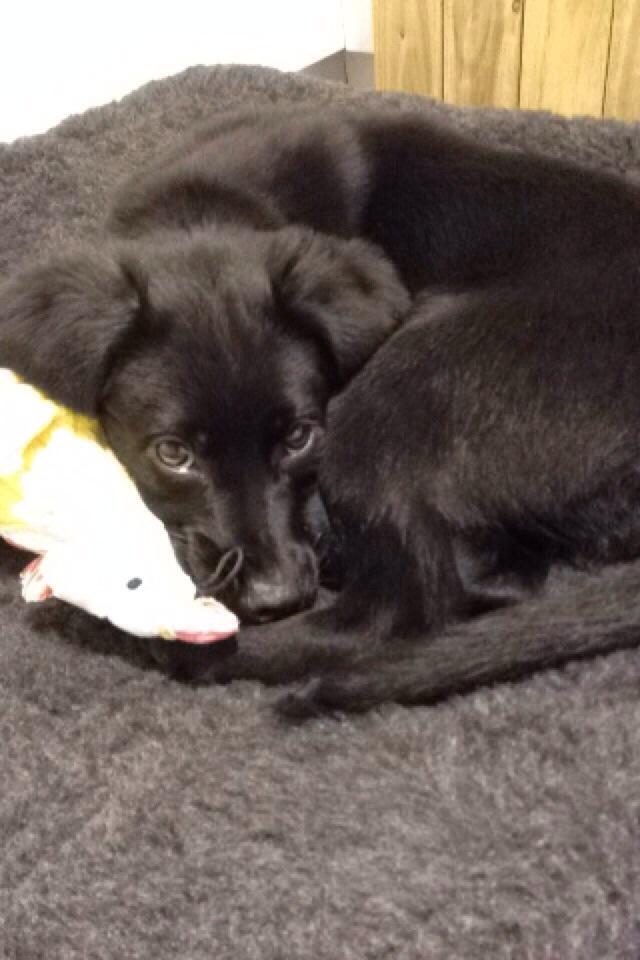 laura___homan's tweet photo. Go away laura I'm sleepy #polly #mypup http://t.co/I2LsOO4k5y