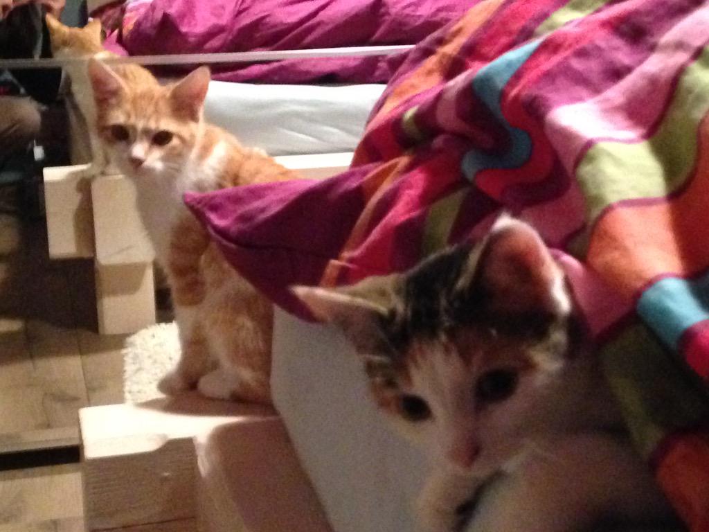catsforlove's tweet photo. Guckuck! #cats #katzen #katze #cat http://t.co/UD3NT7w6gz