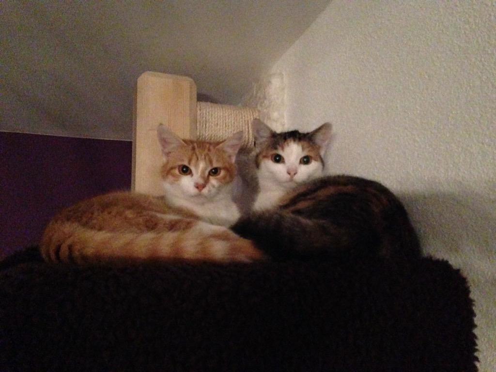catsforlove's tweet photo. Kuscheln auf dem kratzbaum #katzen #cats #cat #katze http://t.co/OJhIqcN63d