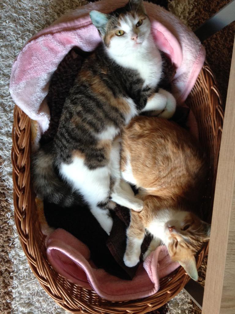 catsforlove's tweet photo. Mit blauen Ohren vom tätowieren erholen! #cat #katze #cats #katzen http://t.co/70ByeczYgH