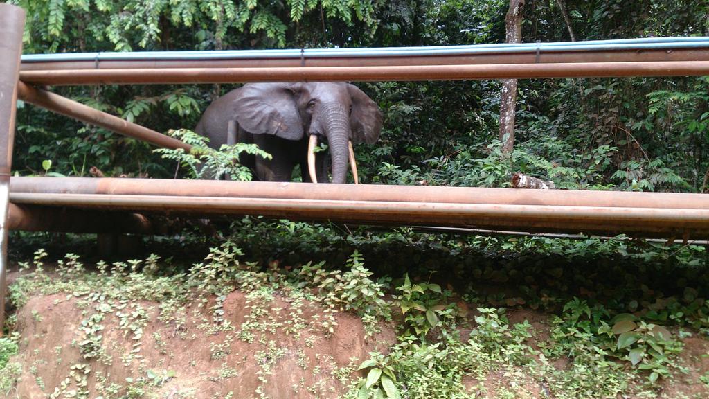 Dans la forêt du Gabon