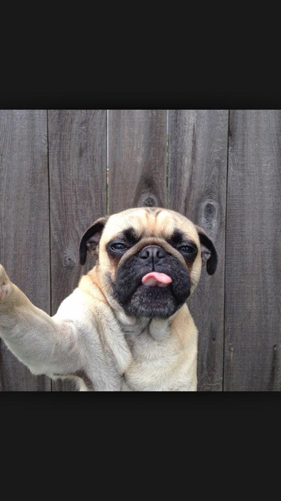 OnlyBuddhaDog's tweet photo. Selfie Sunday! #SelfieSunday #SundayFunday #Sunday #Selfie #Pugs #Dogsoftwitter #dogslife http://t.co/Jo37TM0gSY