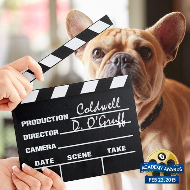 coldwellbanker's tweet photo. It's almost time for Home's Best Friend!!! Are you ready for the TV debut? #Oscar2015 #HomeRocks http://t.co/nFkX419dxN