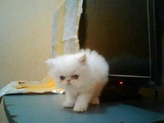 IniTcat's tweet photo. @bukalapakBDG ready adopt kitten persia peaknose anakan ped 3 bulan..Invite 7e898301 http://t.co/41CVOuveJi