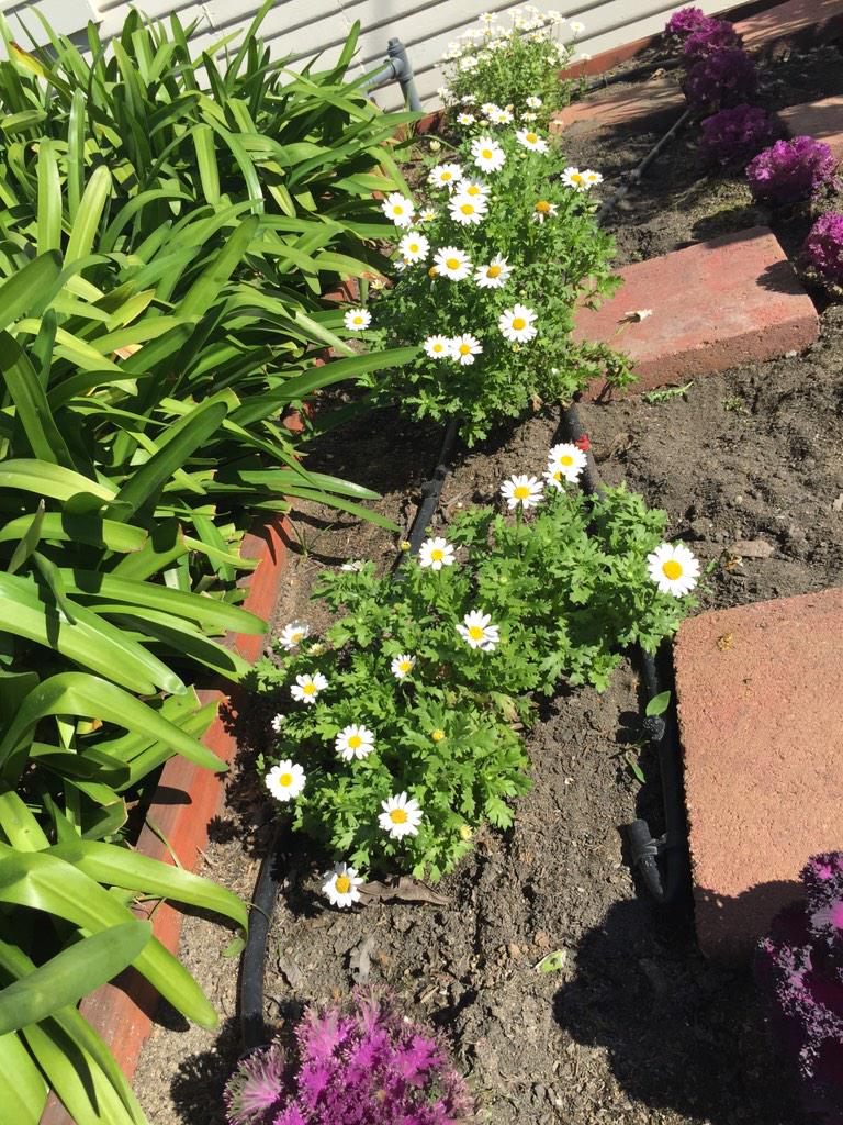 blvdbistro95624's tweet photo. Things are growing in the garden at Bistro. #spring #boulevardbistro #chefbret #garden http://t.co/G4mygVuJXx