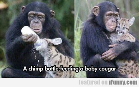 viralturn's tweet image. #Omg #Unbelievable #Wild A #Chimp Bottle-feeding A Baby Cougar - viralturn.com/a-chimp-bottle…