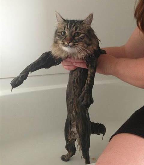 carolinespencer's tweet photo. "send me a pic of your wet pussy" http://t.co/irpLWgDsU8