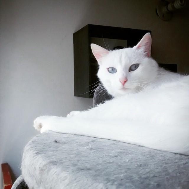 circlingsquare's tweet image. #luna #catflow #cats #cat #kitty #catlove #catstagram #love by pao_molano