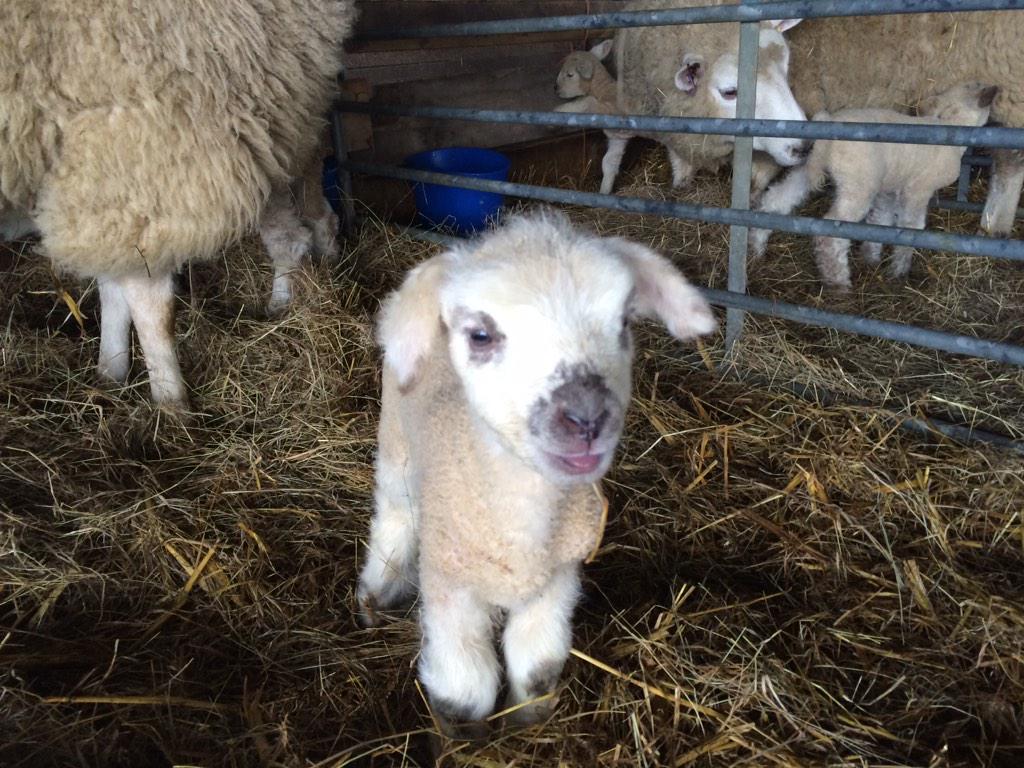 Harvel House Farm Harvelhousefarm Twitter Harvel House Farm Harvelhousefarm Twitter