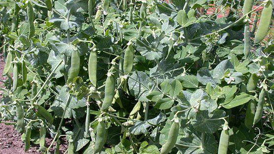 HENRILEWORM's tweet photo. It's time to start sowing seeds if you want to grow peas this year @The_RHS explains how here http://t.co/POJq0CangV http://t.co/2mw5VoV3Do