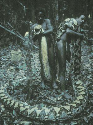 4omgnewsafrica's tweet image. Agta tribe,Philippine,often attacked by giant #reticulatedpythons, world’s longest snake. blogs.discovermagazine.com/notrocketscien…