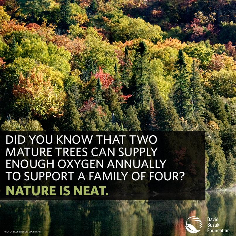 Rachael_D21's tweet image. #net205 The power of trees! From TW @DavidSuzukiFDN: #NatureIsNeat http://t.co/jwmcMaWqdC”