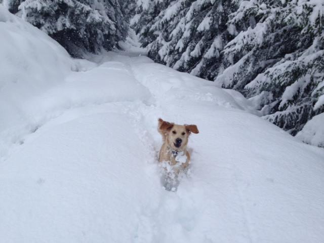 Meet some of the dogs we've trained who live abroad. #dogtraining wkd-uk.com/blog/meet-some…