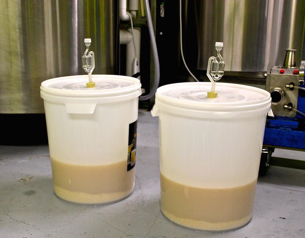 Beer_Disciples's tweet photo. Let's get this moto started! Starting batch prepped and ready #sake #brewing http://t.co/yoMyHguLzR