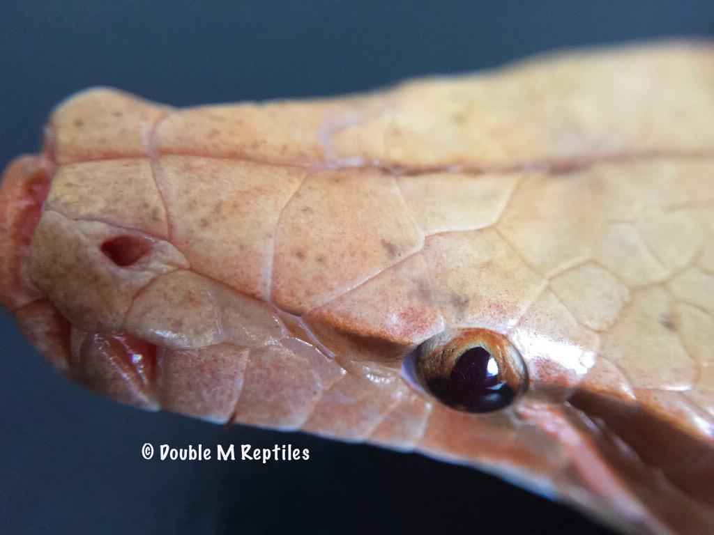 GearworkExotics's tweet image. macro shot of the blood python #bloodpython #pythonbrongersmai #caramelalbino #python