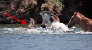RT! A Baby Horse Was Drowning: What You’re About To See Next Is Unbelievable! youtu.be/-SXbVw4qojg @saltriverhorses