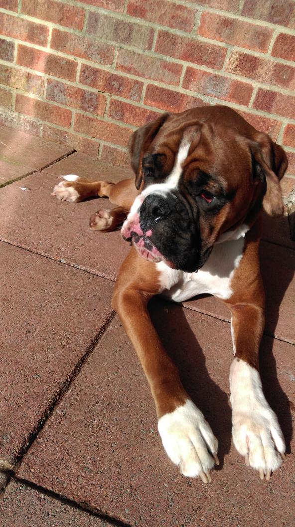 BoxerDogUnion's tweet image. Cass the admin appears to be tired after playing with his friends for several hours