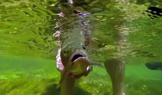 Orvis's tweet image. Great underwater footage &amp;amp; dry fly action is a nice way to start the day. orv.is/GreenDry #flyfishing