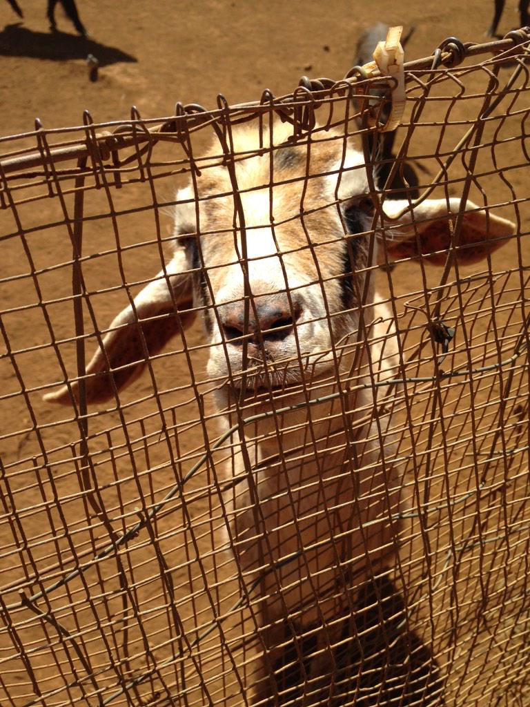 DBankstahl's tweet photo. @ErikaTaukert I thought of you when I saw this sweet face while on a sugar cane plantation in Hawaii! 👍 http://t.co/2hIZPo5YEP
