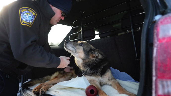 Amerikaanse agenten nemen waardig afscheid van hun oude, trouwe speurhond lindanieuws.nl/videos/agenten…