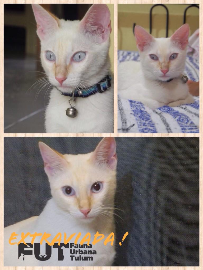 HelpTulumDogs's tweet image. SE BUSCA/LOST!
NALA  8meses. Hace 2 dias se perdió x ADO #Tulum, AYÚDENME A ENCONTRARLA.
9841386631 O 9851046842