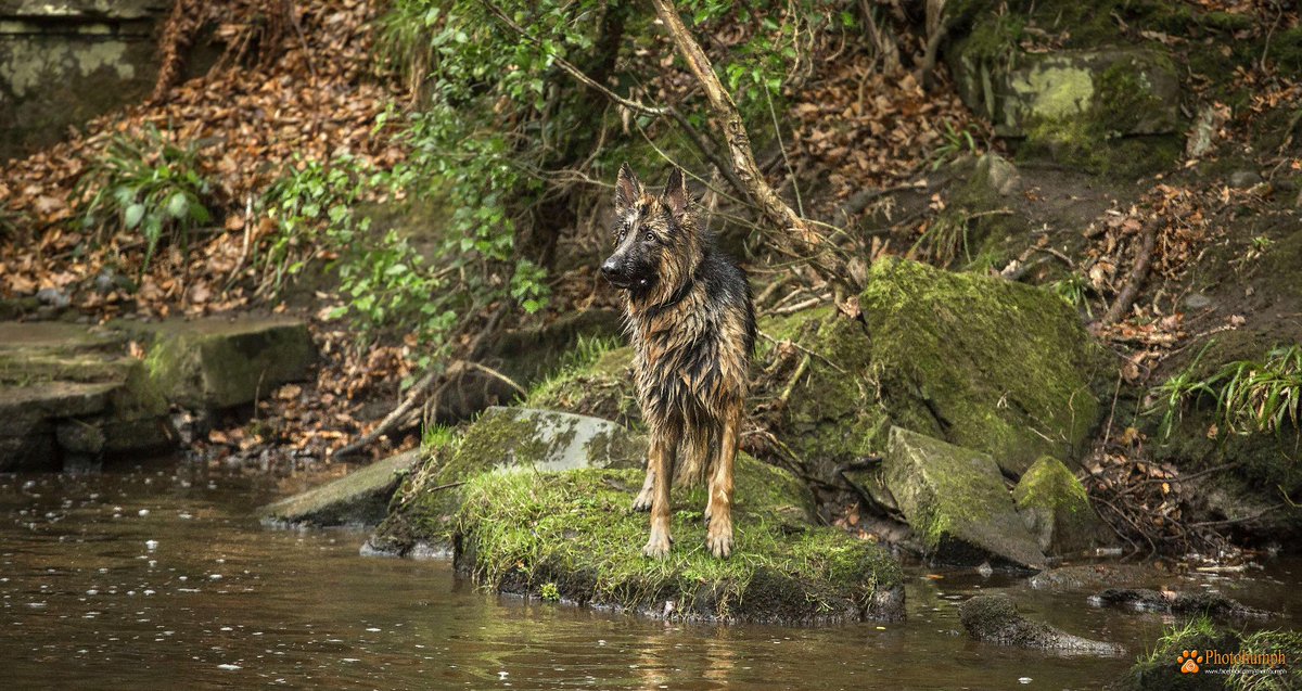 photohumph's tweet image. Danny learning to swim but looking a little daunted as to just how he gets back to the other side :)  #HelpDad