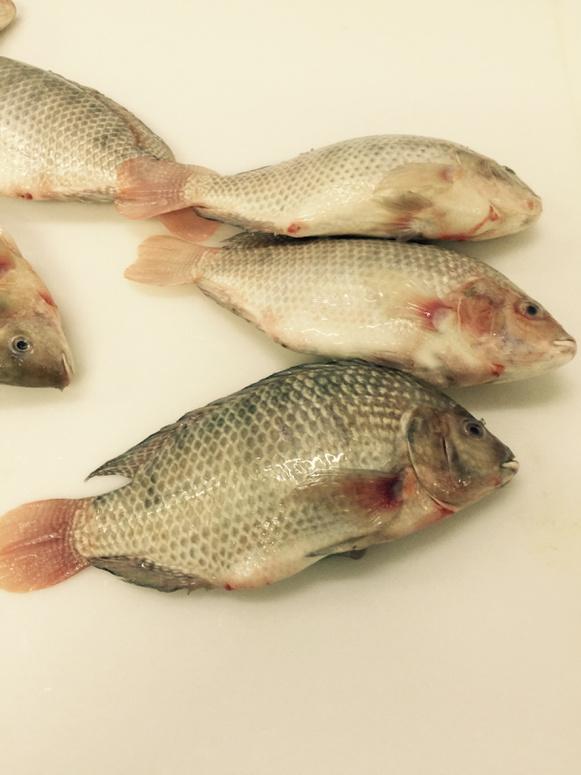 NCfinestfish's tweet photo. NC tilapia from Orange County http://t.co/HJUMee3Fu2