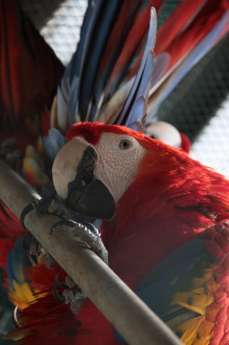 Ver imagen en Twitter