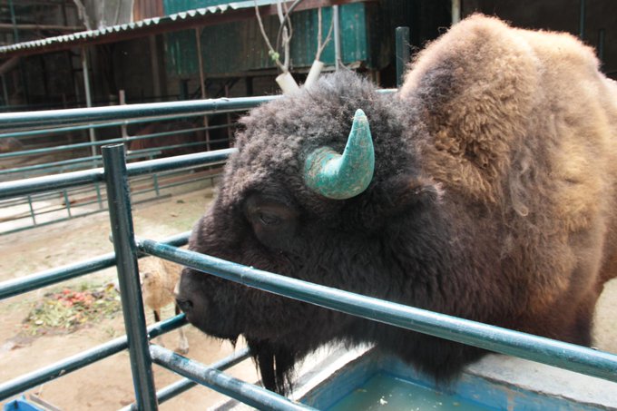 Ver imagen en Twitter