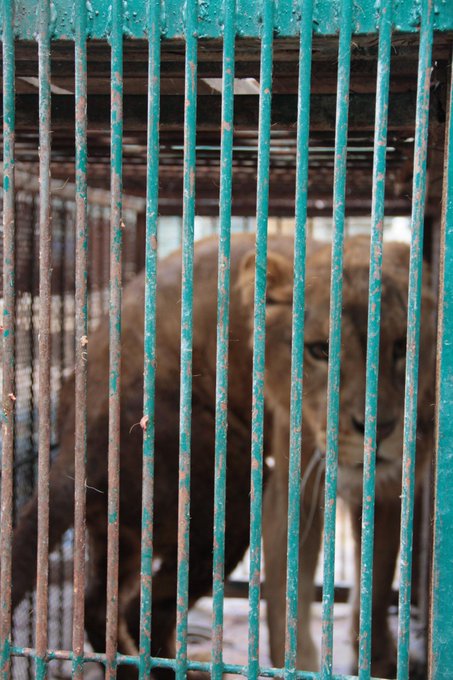 Ver imagen en Twitter