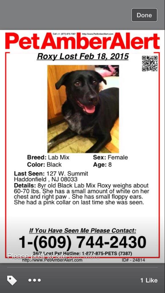 Ang_Lavine's tweet photo. @MikeFOX29 @FOX29philly Saw you helped find a lost dog - maybe another? Lab missing in Haddonfield #BringRoxyHome http://t.co/ctR3cuDzyD