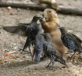 mhm05016's tweet photo. سبحان ربي العضيم على الطير ياكل من http://t.co/bTbd2Fx7Up