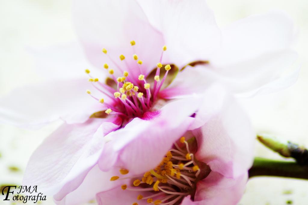 fjmoravi's tweet photo. Almendro en flor en Granada @GranadaenFotos @AndaluciaenFoto @Granavision @mfgranaina @alma_andaluza @GranadaAlhambra http://t.co/cQmEFGaMF2
