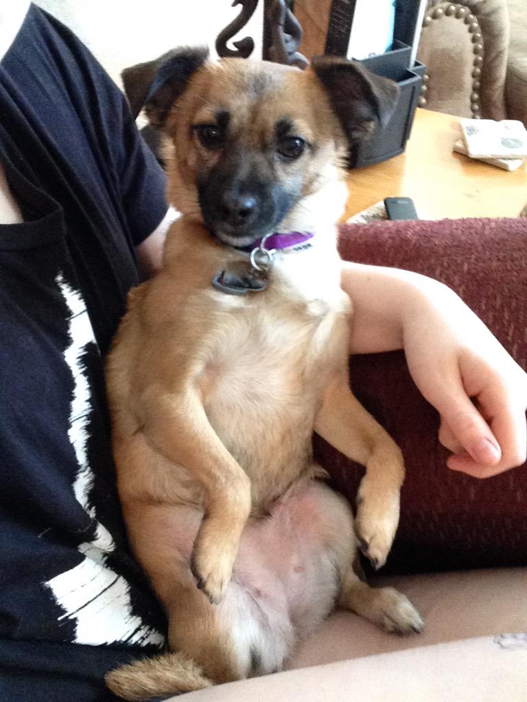 HeresWonderwall's tweet photo. Happy doges http://t.co/gAeKAA6XSk