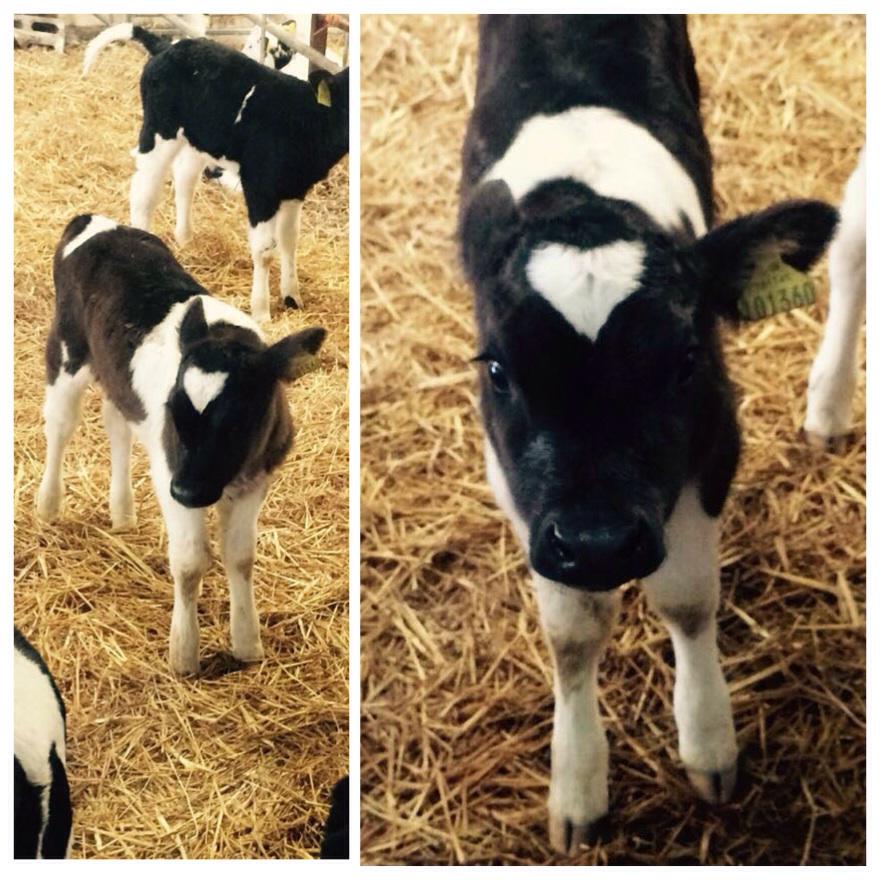 Juliet the calf, born on Valentines day with a perfectly formed heart on her head.Mother Nature never ceases 2 amaze