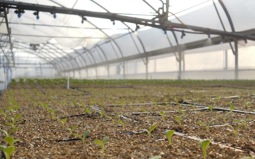 ZeleniHit's tweet photo. Solata raste, polni liste, čisto nič pri miru ni... la, la, la..Adi Smolar (Je treba delat) #agrifood #saladdays http://t.co/AcEPHmY7Va