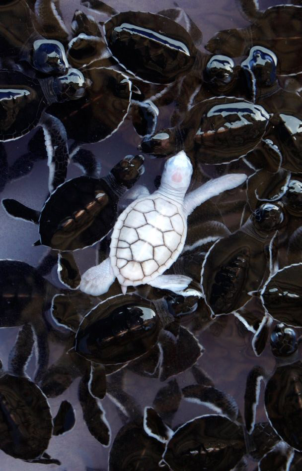OutOfWild's tweet photo. An albino baby turtle and his green sea turtle friends. http://t.co/RZb4j0IBzY