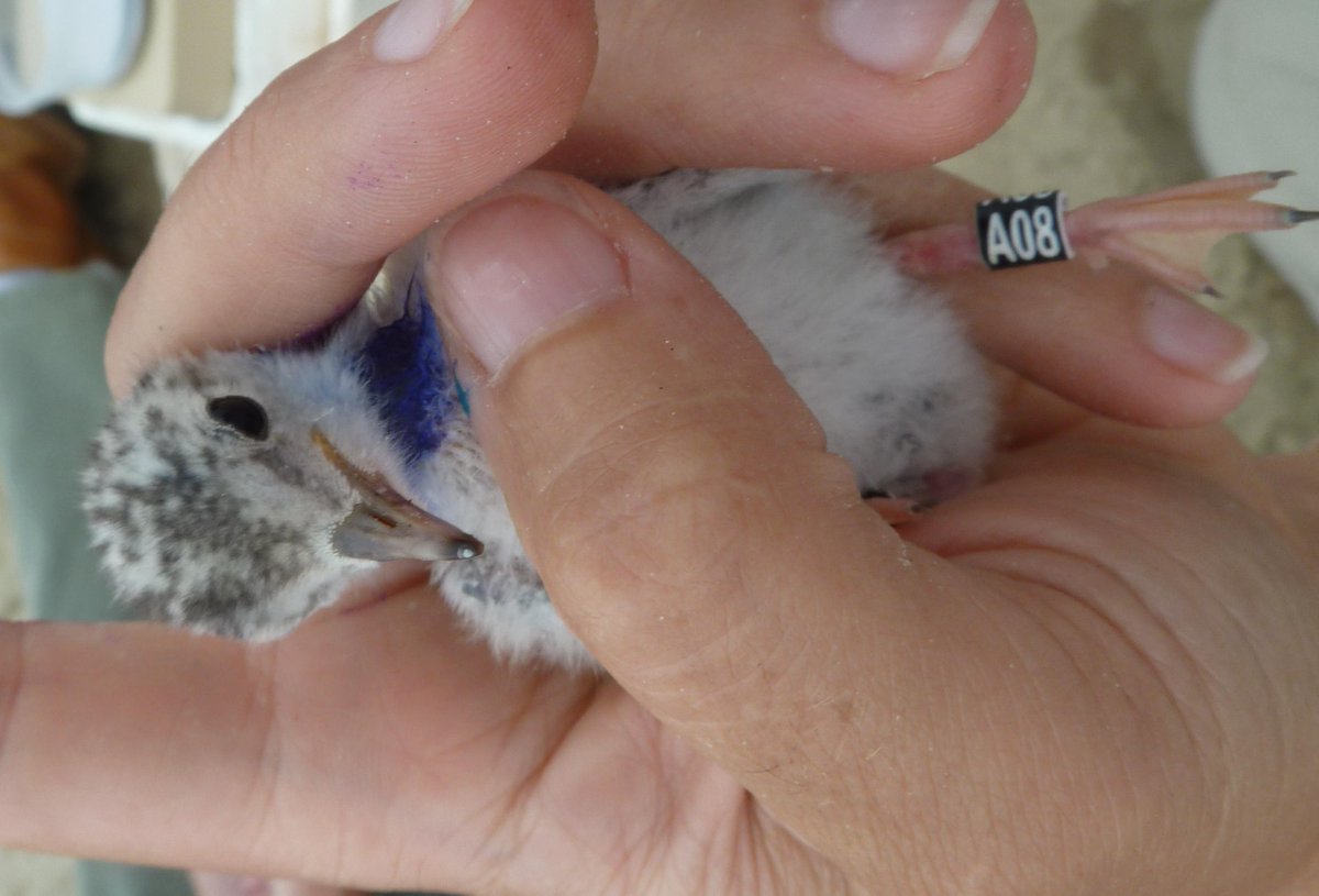 Least tern in “midnight blue”- nail polish &amp; bird pop. studies #ManicureMonday <a href="/SmithsonianEnv/">SmithsonianEnv</a> on.doi.gov/17rBjEt