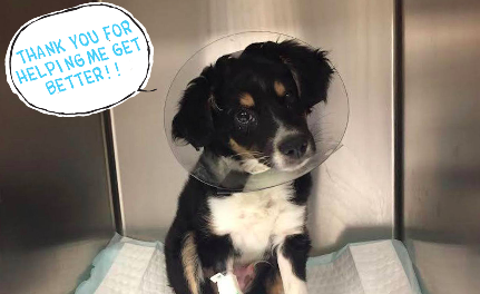 barkbox's tweet photo. Help @ASF_lovers raise money for Cinco’s medical bills! Even $1 helps --> http://t.co/W4CGKwIXIa http://t.co/KHvlhDENoy