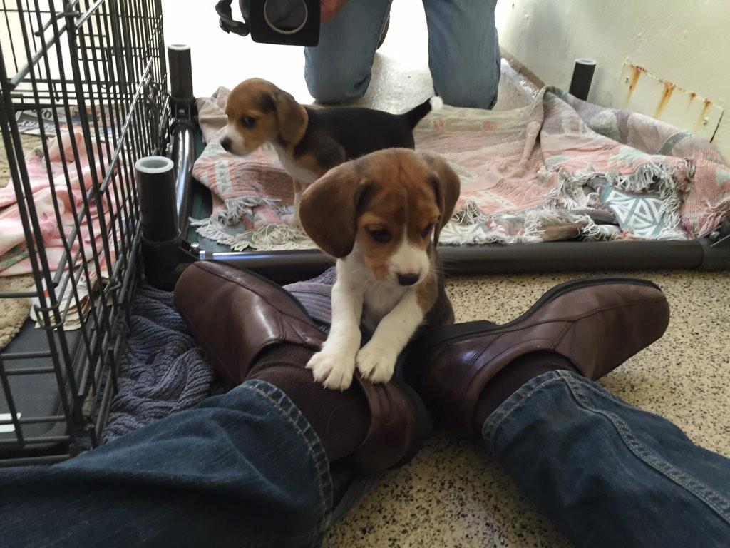 JeffNews8's tweet photo. Puppies rescued from a hoarder were locked in kennels. Their first interaction with humans and shoes at 5:20 @CBS8 http://t.co/IipZFLCAS3