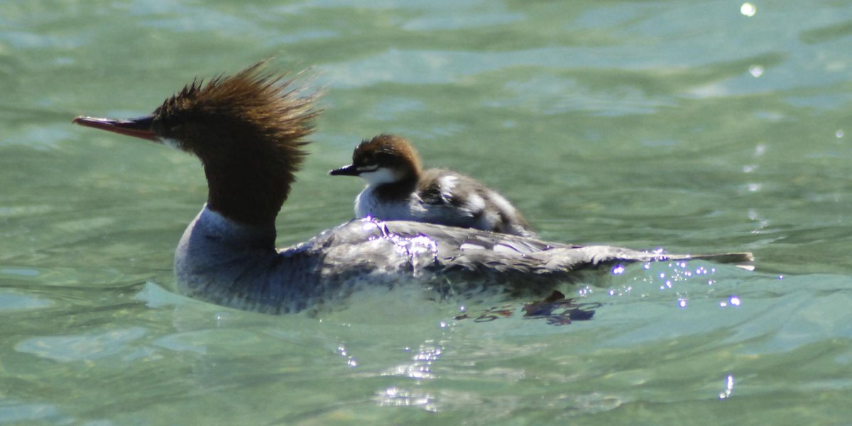 A loon...on a loon...on Walloon! #WalloonLake #loon #cute