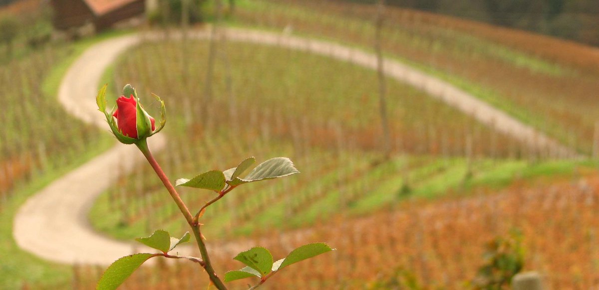 Sevmek için bekleme,
Gitmek için üşenme,
Sarılmayı erteleme,
Kalbin dışında başka hiçbir sesi,
Dinleme!

*
@ademozbay