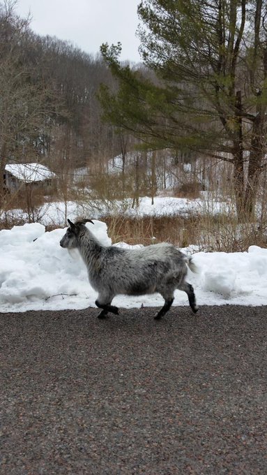 @eroticwetatomic @SluttyBoh @irisenchanted I saw a goat today. Shared a pic of it with my girls, then<a class="tags" target="_blank" title="On Twitter" href="/?out=eyJ0eXAiOiJKV1QiLCJhbGciOiJIUzUxMiJ9.eyJpYXQiOjE3MjU2MTUwNDIsImlzcyI6InR3cG9ybnN0YXJzLmNvbSIsIm5iZiI6MTcyNTYxNTA0MiwiZXhwIjoxNzU3MTUxMDQyLCJyZWRpcmVjdF91cmwiOiJodHRwczovL3R3aXR0ZXIuY29tL2Vyb3RpY3dldGF0b21pYyJ9.d84nAbEBs8lPPYl6IhD8-dMMYgwsRch1ms-rI1MHo1hDYFCCHOLHC6Jj2GZPVhAzY-KtbNIneKJN9AXdJy3bEg">@eroticwetatomic</a><a class="tags" target="_blank" title="On Twitter" href="/?out=eyJ0eXAiOiJKV1QiLCJhbGciOiJIUzUxMiJ9.eyJpYXQiOjE3MjU2MTUwNDIsImlzcyI6InR3cG9ybnN0YXJzLmNvbSIsIm5iZiI6MTcyNTYxNTA0MiwiZXhwIjoxNzU3MTUxMDQyLCJyZWRpcmVjdF91cmwiOiJodHRwczovL3R3aXR0ZXIuY29tL1NsdXR0eUJvaCJ9.eLJv-JD07MG2tqWfo9xYJLmnSINVVGw6Oqwkodzhq-rrqeJo9x73xOsfResja8bz72IG0XYTiBpMcez2MnGe6w">@SluttyBoh</a><a class="tags" target="_blank" title="On Twitter" href="/?out=eyJ0eXAiOiJKV1QiLCJhbGciOiJIUzUxMiJ9.eyJpYXQiOjE3MjU2MTUwNDIsImlzcyI6InR3cG9ybnN0YXJzLmNvbSIsIm5iZiI6MTcyNTYxNTA0MiwiZXhwIjoxNzU3MTUxMDQyLCJyZWRpcmVjdF91cmwiOiJodHRwczovL3R3aXR0ZXIuY29tL2lyaXNlbmNoYW50ZWQifQ.QngM-Ekar_j2irJ_AyiA09aj4ZXCqy_3WO1R2fOGTHqsGO3OI_gogZi7joKrAWWvPF_ZF3xKCEDCAVfpRCIPiA">@irisenchanted</a><a href="/tag/bdsm"class="tags"><span>#bdsm</span></a><a href="/tag/femmedomme"class="tags"><span>#femmedomme</span></a><a href="/tag/dominantsubmissive"class="tags"><span>#dominantsubmissive</span></a>