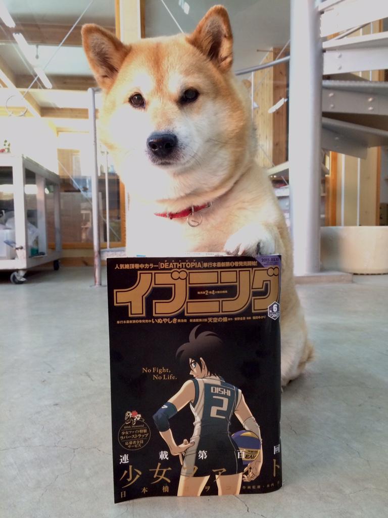 Twitterで大人気の柴犬 ムーコにメロメロにされるまとめ 2ページ目 Togetter Twitterで大人気の柴犬 ムーコにメロメロにされるまとめ 2ページ目 Togetter