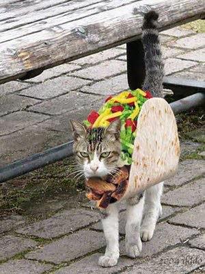 Fuss920's tweet photo. Taco cat spelled backwards = ?? http://t.co/3T0ExWyuNJ